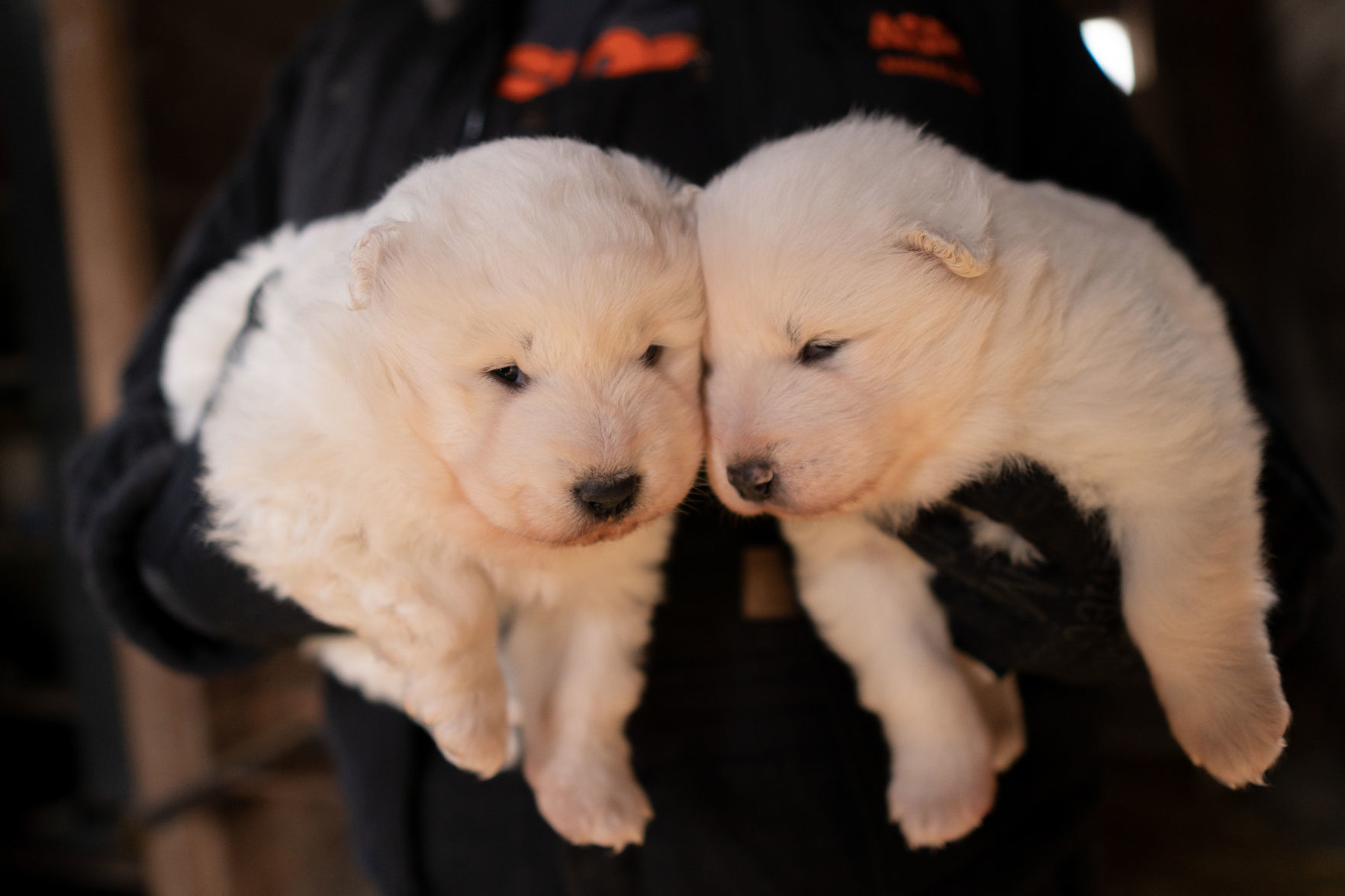 FIR_PuppyMill_WorthCo_IA_Nov1218_1003.JPG